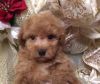Maltipoo Puppies! Boys And Girls! Ready To Go!