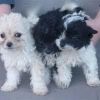 cute male and female maltipoo puppies for sale