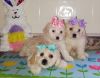 maltipoo puppies in Chicago