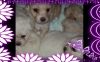 Maltipoo puppies in Chicago