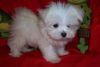 cute Maltipoo Puppies for Adoption