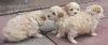 T Cup Maltipoo Puppy Ready Now !!!