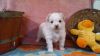Maltipoo puppies looking for their new