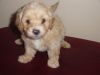 Ready Now Apricot Maltipoo Pups
