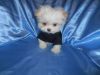 Tiny teacup Maltipoos BOYS Nonshed Vet Checked 10wks