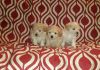 Red maltipoo puppies