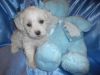 Toy Maltipoo BOY Nonshed 9wks