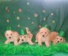 Red maltipoo puppies
