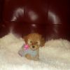 Red Maltipoo puppy