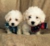 Small Teddy Maltipoo Puppies