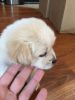 Male Maltipoo Puppy 8 Weeks Old