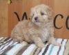 Stunning Red Maltipoo Pups For Sale