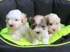 Absolutely Beautiful Maltipoo Puppies F1
