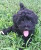 black gorgeous maltipoo pups