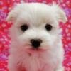 Charming Whte Maltipoo Puppy for Sale