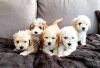 Adorable Litter Of F1 Maltipoo Puppies For Sale.