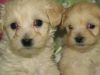 Gorgeous Fluffy Tiny Maltipoo Puppys