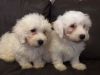 very handsome and beautiful white maltipoos for sale