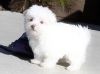 Male And Female Maltipoo Puppies Available