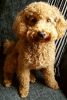 Registered Maltipoo Puppies For Re-Homing