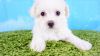 Maltipoo Puppy – Female - Lexi ($1,100)