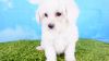 Maltipoo Puppy – Female - LoLa ($1,100)