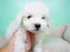 Maltipoo Puppy – Male - Jerry ($800)