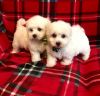 Cute maltipoo puppies ready for adoption