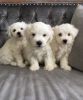 Male and female Maltipoo puppies