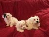 MaltiPoo puppies ready for a new loving home!