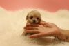 Teacup Mini Maltipoo Puppies For Sale - Poo