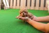 Mini Teaacup Maltipoo Puppies For Sale - Mocha