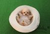 Teacup Teddy Bear Maltipoo Puppies For Sale - Hazelnut