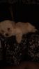 Selling Maltipoo (Maltese and Poodle Mix)
