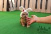Mini Toy Cream Maltipoo Puppies For Sale- Mocha