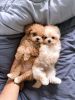 Teacup Mini Maltipoo Puppies For Sale - Hazelnut
