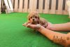 Teacup Toy Maltipoo Puppies For Sale - Mocha