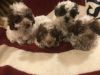 MalttiPoo pups available!