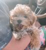 beautiful maltipoo puppy for sale male and female