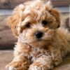 Beautiful maltipoo puppy boys and girls for sale