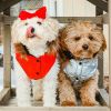 Beautiful maltipoo puppy boys and girls for sale