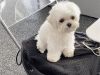 Friendly and adorable Maltipoo Puppies.