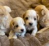 Gorgeous Newborn Maltipoo Puppies
