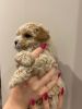 beautifull maltipoo puppies male and female