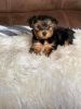 We have yorkie pup looking for a new home just send a message Serio