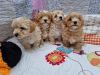 Maltipoo puppy boys and girls looking for a new home