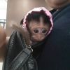 Pretty little babies Capuchin monkey for adoption.