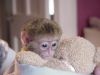 Capuchin Monkeys for adoption(xxx) xxx-xxx5