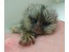 Hand reared male and female baby marmoset monkeys