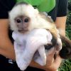 Brilliant Capuchin Monkeys available for a Lovely Home